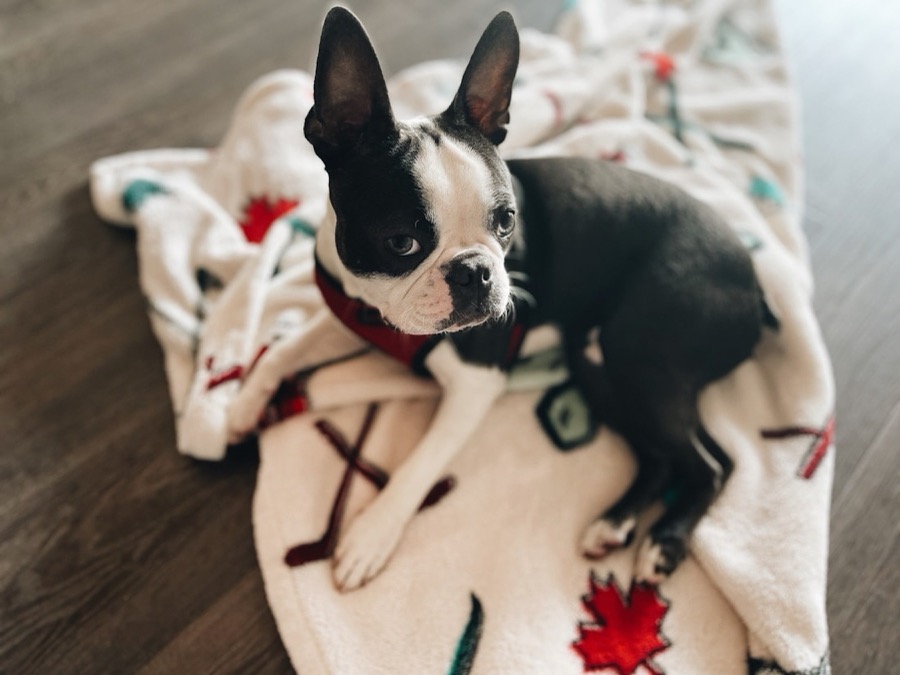 A small dog curled on a blanket at home