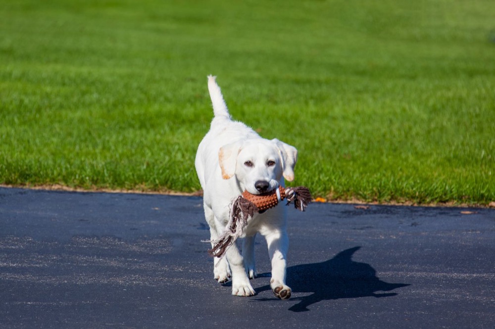 A dog on a walk outdoors in bright light